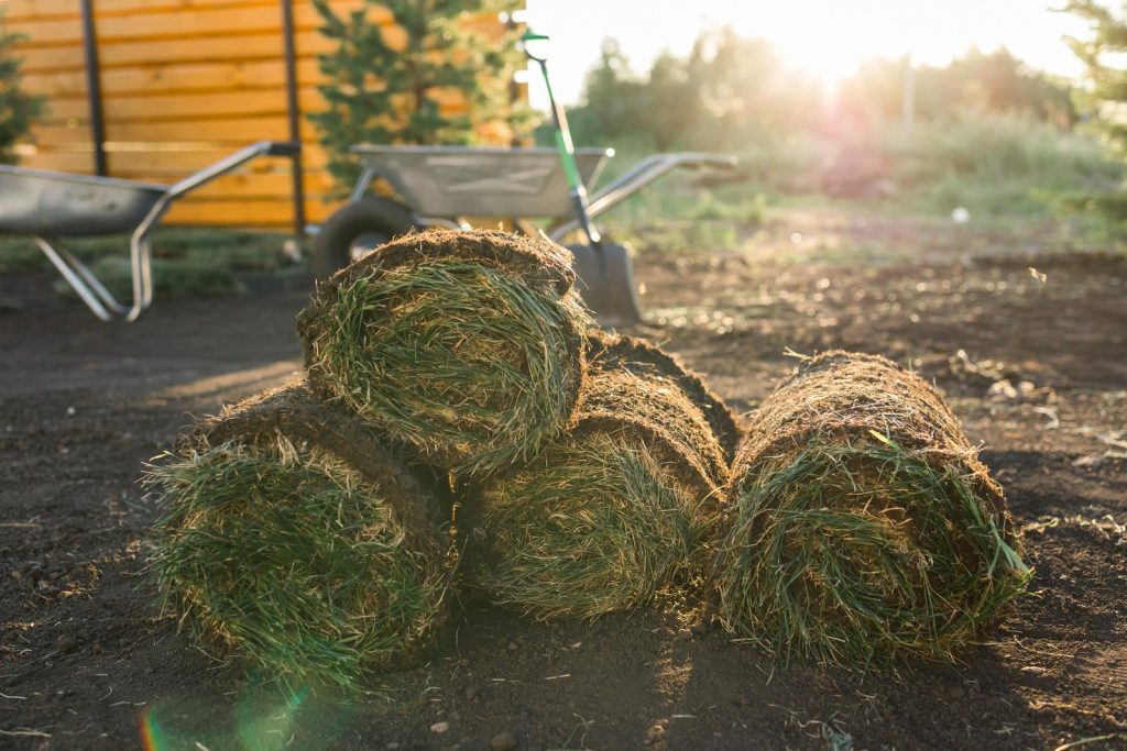 how long does it take for sod lines to disappear